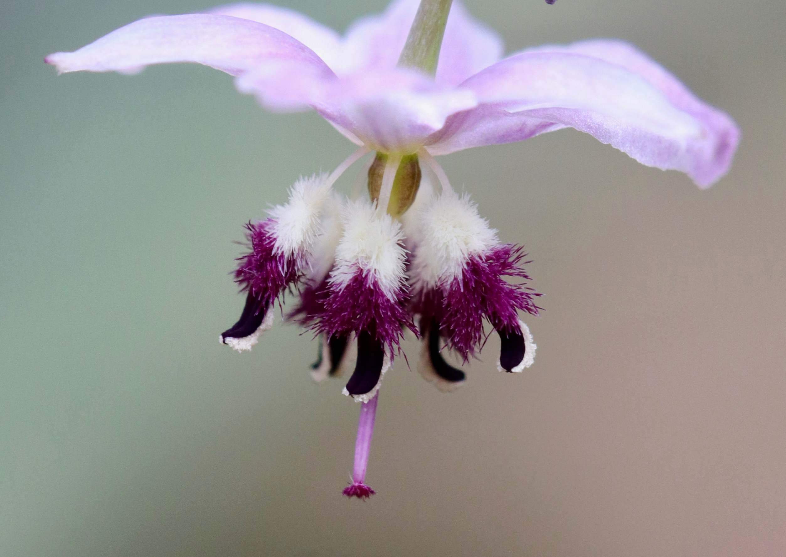 Photograph of a Pale Vanilla-lily by Shellie Drysdale.
